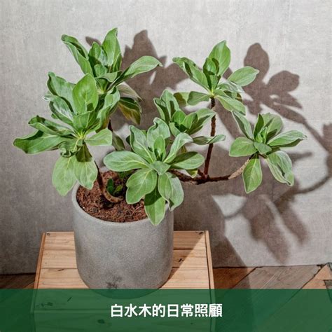 白水木移盆|白水木養護指南：輕鬆種植白水木的技巧 